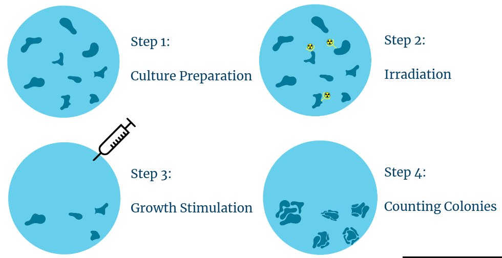 Step 1: culture preparation. Step2: irradiation. Step 3: growth stimulation. Step 4: counting colonies.